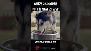 너무 못생긴 개' 입양에 6일간 2600마일 운전한 여성