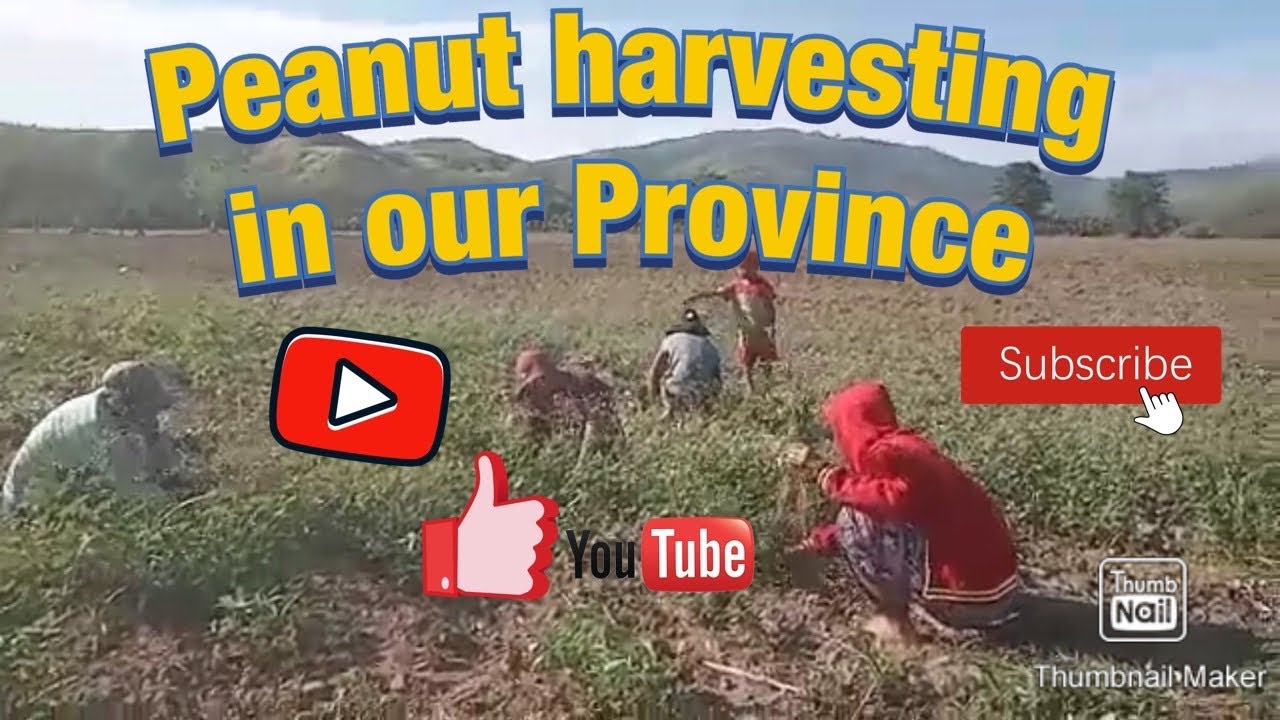 How To Harvest Peanuts Youtube