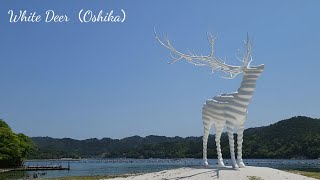 【White Deer（Oshika）】牡鹿半島の浜辺にに佇む白い鹿のオブジェ