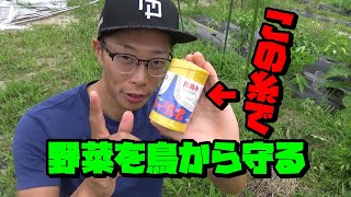 畑の野菜を鳥から守る【防鳥糸を使ってみた】