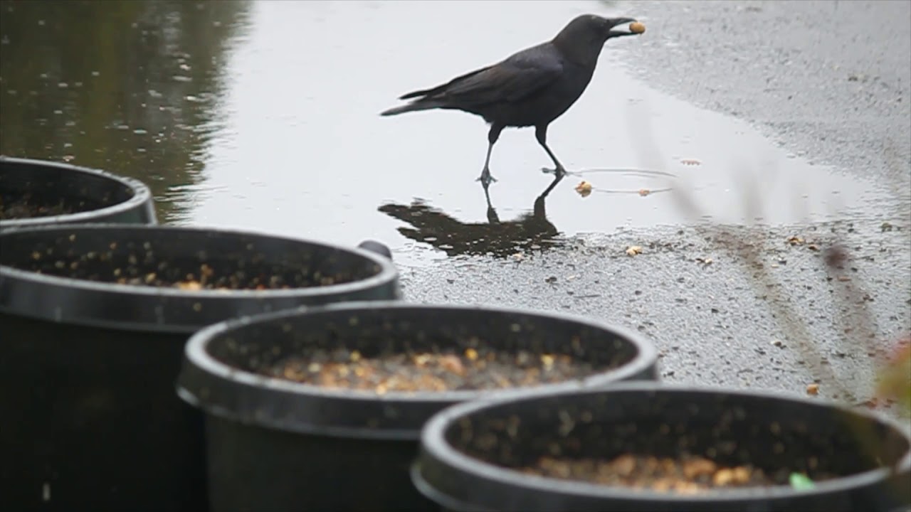 Crow With Peanut Youtube