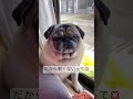 【パグ 】僕は決して寝ないよ…お母さん＃shorts＃パグ ＃pug＃犬のいる暮らし