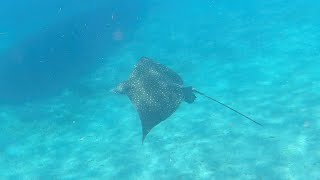 Blue Heron Bridge Snorkeling - July 25, 2024