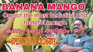 BANANA MANGO REVIEW ബനാന മാങ്ങ. കണ്ടും കേട്ടും അറിയാം