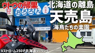 北海道の離島【天売島】海鳥の楽園でキャンツー【ウトウの帰巣】_Vストローム250で北海道ツーリング