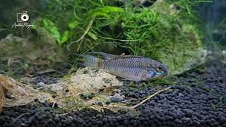 WC Apistogramma cf. Personata