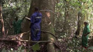 Exploitation forestière au bassin du Congo