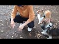 【シェルティ】カリンと名前も顔もそっくり！生後６ヶ月の子犬ちゃんに会いました♪ sheltie puppy that looks like karin