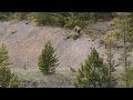 BEAR vs MTN LION - Crazy Mountain Lion Encounter