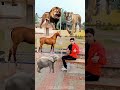 rounding cut orange to tiger lion horse u0026 elephant animals names magic video