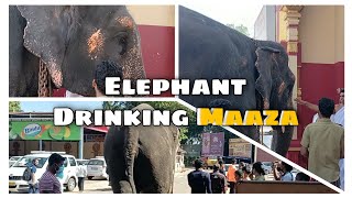 Have you seen elephant drinking Maaza ?😍🙏 - Moolu Toole 😊 Kateel da Aane❤️