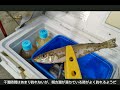 【和歌山インター店】5 15 日 浜の宮海水浴場リアルタイム　和歌山釣果見聞録