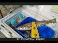 【和歌山インター店】5 15 日 浜の宮海水浴場リアルタイム　和歌山釣果見聞録