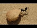 Ants Know How to Back It Up