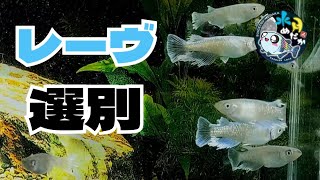 越冬明けたレーヴの選別してみたら気に入った♀がいなかったけどなにか？