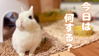 【Healing】Relaxing Life of a Bunny with Lower Body Paralysis | What is Komugi Doing Today?