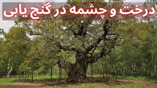 گنج درختان چنار 🌲⛏   درخت و چشمه در گنج یابی