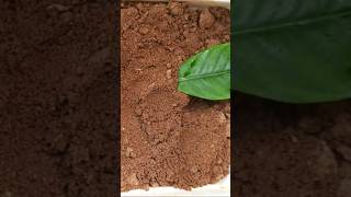 How to grow Parijatham plant from leaf cutting _ gandharaj flower #shorts #short #shortvideo