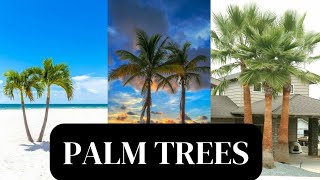 “Palm Paradise: Exploring the World’s Most Beautiful Species”