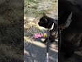 【マジで爆笑】ビビって毒舌＆早口になる天才お喋り猫 cat しゃべる猫