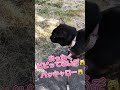 【マジで爆笑】ビビって毒舌＆早口になる天才お喋り猫 cat しゃべる猫