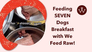 CHECK IT OUT: Feeding SEVEN Pups Breakfast with We Feed Raw!