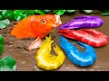 Stop Motion Koi Fish Eat Shrimp, Have Fun With Crabs, Catfish | Colorful Koi Fish |Primitive Cooking