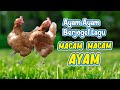 MACAM - MACAM AYAM 🐔 AYAM BERJOGET 🐓 DANCING CHICKEN