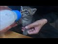 【asmr】赤ちゃん猫がミルクを飲む音【赤ちゃん猫】【保護猫】