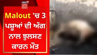 Malout 'ਚ 3 ਪਸ਼ੂਆਂ ਦੀ ਅੱਗ ਨਾਲ ਝੁਲਸਣ ਕਾਰਨ ਮੌਤ | Live News | News18 Punjab