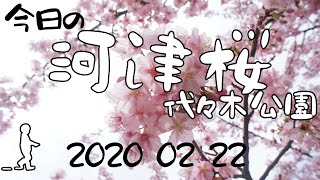 【さんぽ】河津桜の満開度チェック in 代々木公園2020/02/22(Checking the full bloom of Kawazu Sakura in Yoyogi Park)