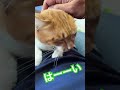 はーーい cat 撫でて 猫のいる暮らし 撫でる catlover なでる ねこ cute