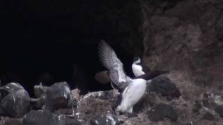 ウミガラス巣立ち　Chicks of the Common Murre fledging