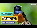 7 Murai Termurah di Indonesia | versi Joey Birdhouse