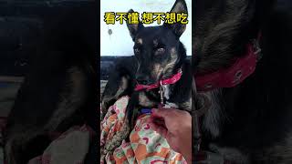 [台灣米克斯]088 幼犬磨牙期就是愛亂咬  但是咬西瓜出來 是怎咬的???   #台灣犬 #台灣米克斯