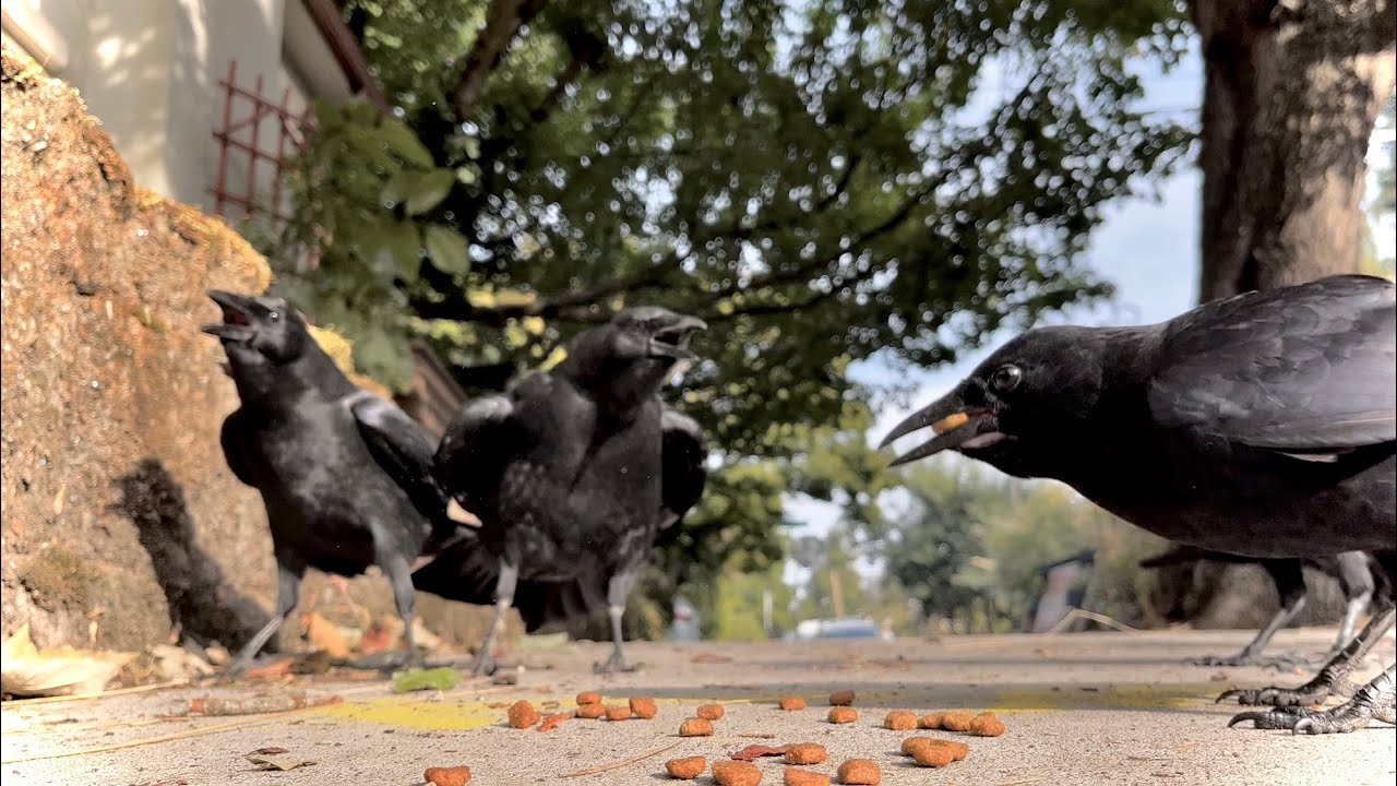 Crow Cam Dances With Crows Youtube