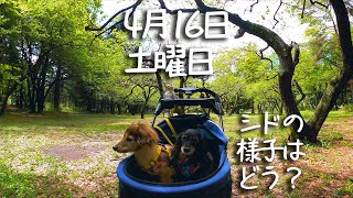 【17歳と14歳老犬カニンヘンダックスVlog】4/16土曜日、シドの様子はこんな感じです。一生懸命生きてます。