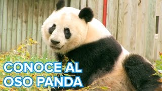 Cómo viven los osos Panda | Vídeos de animales para niños Cómo viven los osos Panda | Vídeos de animales para niños