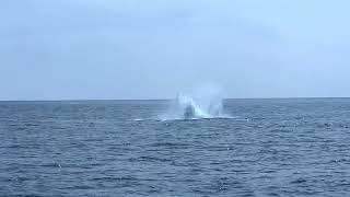 2024 humpback sighting channel island