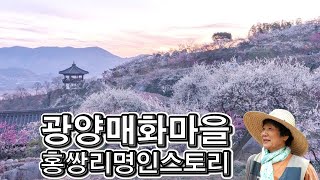 랜선힐링여행, 전남 광양여행, 광양 매화마을 6만평규모 넓은 땅에 10만그루 매화 꽃대궐, 광양매화명인 홍쌍리 스토리