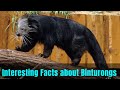 13 Interesting Facts about Binturongs | About Binturong or Bearcat