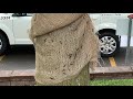 Lymantria dispar dispar (LDD) Burlap Banding Traps