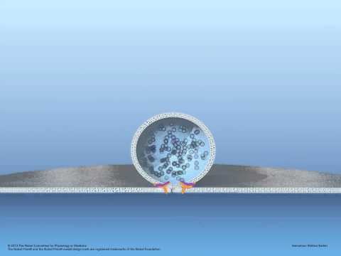 What does a vesicle do?