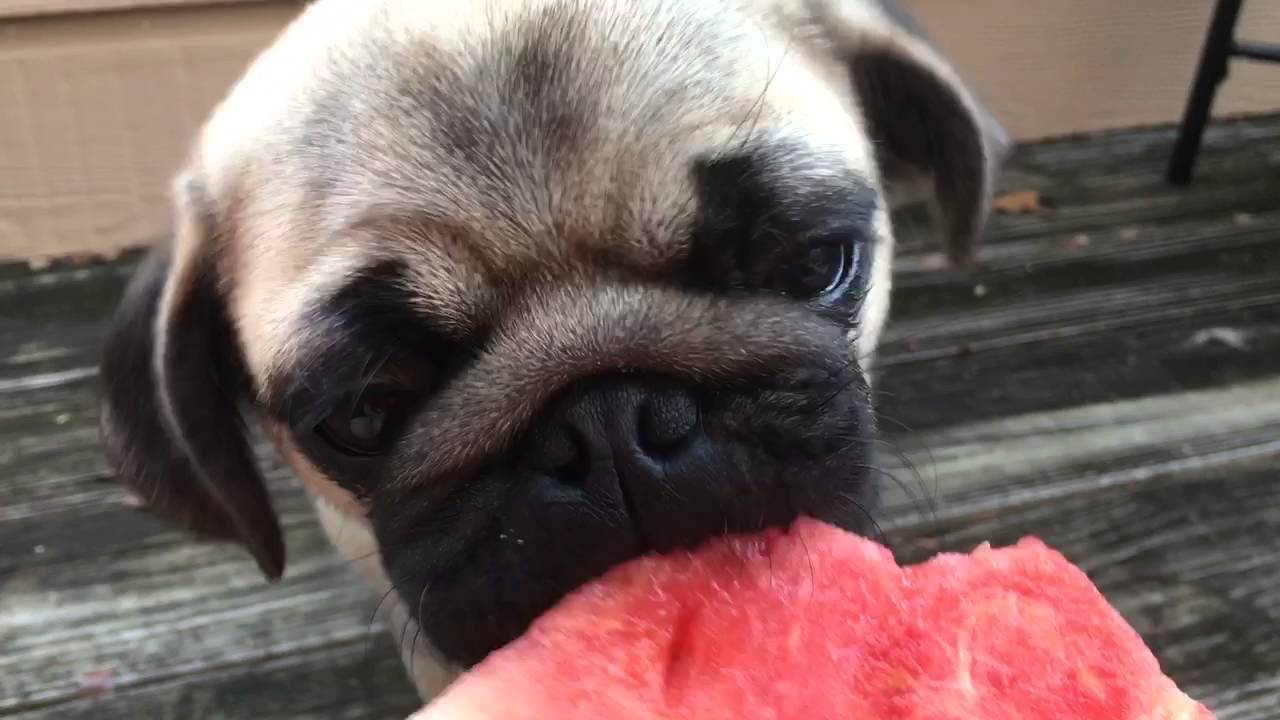 Pug Puppy Eating Watermelon Youtube