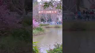 2024新竹公園櫻花季花況：66-70%白天或晚上夜拍都很適合新竹公園櫻花公園地址：新竹市公園路靠近光復路#新竹景點📍 #2024櫻花季 #新竹公園櫻花季 #新竹公園#新竹景點推薦 #新竹旅遊推薦