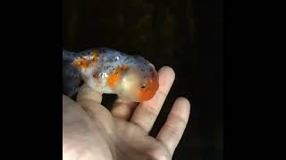 像花媽的～花貓獅金魚(Calico lionhead goldfish/fancy goldfish)