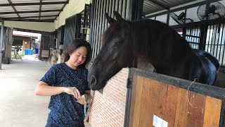 PLOYVITI | Farm de lek Saddle EP.07 | Farm de lek เรียนขี่ม้า T.P’Ploy INEKE Friesian