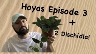 Hoyas: Episode 3 + my 2 Dischidia!