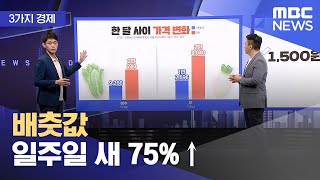 [3가지 경제] 배춧값 일주일 새 75%↑ (2023.08.08/뉴스투데이/MBC)