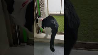 【元保護猫　ハチワレのロロちゃん】　網戸を開ける